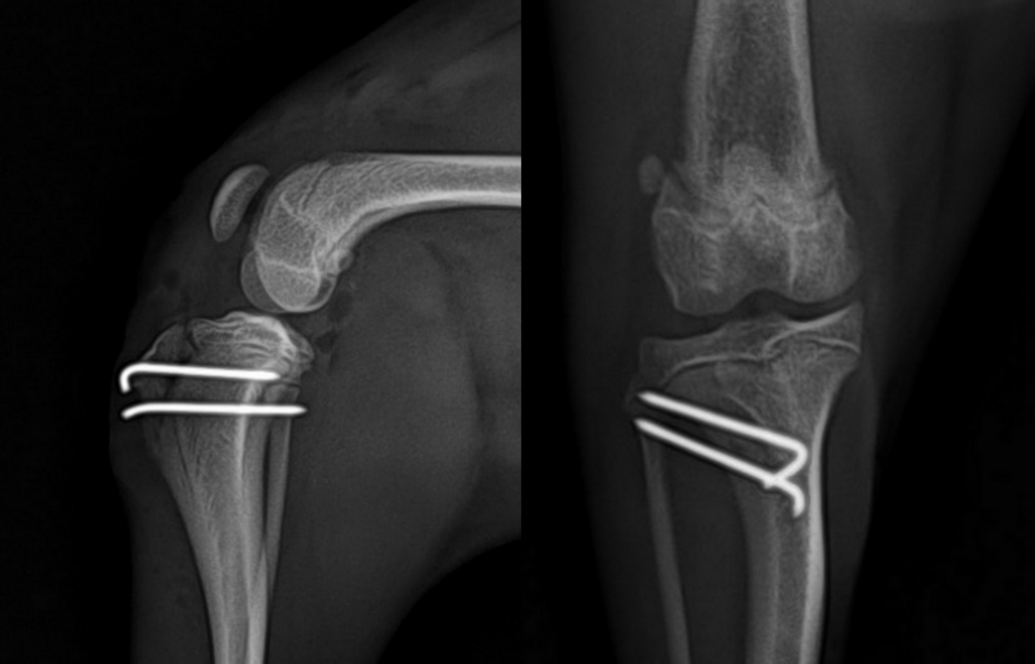 Chirurgie Clinique Veterinaire Croix du Sud